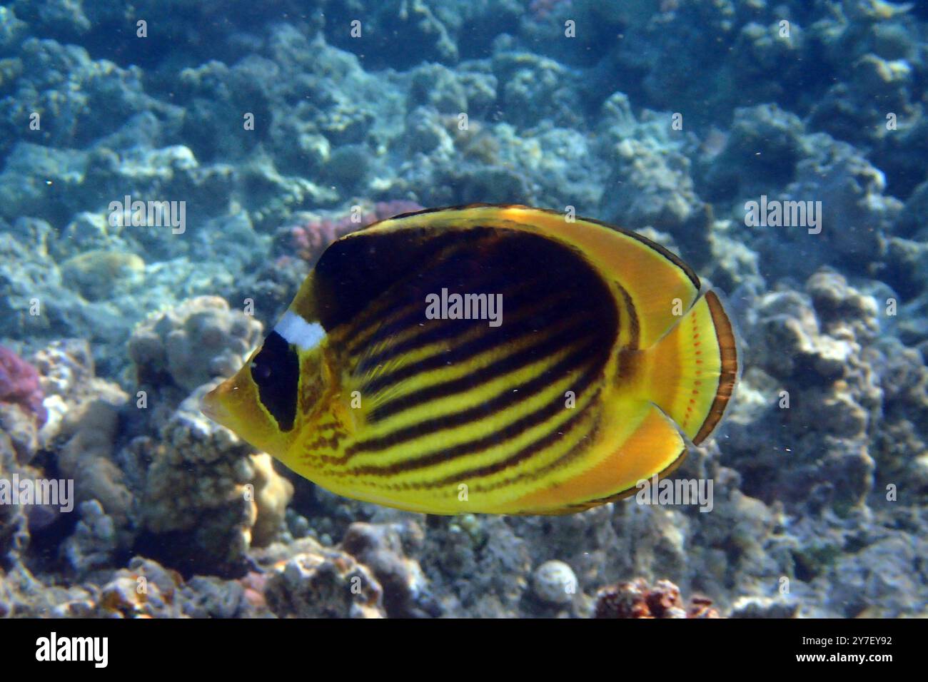 Fish Shape Diagonal Diagonal butterflyfish (Chaetodon fasciatus) in the red sea Stock Photo ...