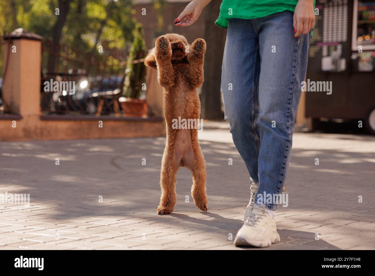 A woman walks a small brown poodle, who jumps playfully with his front ...