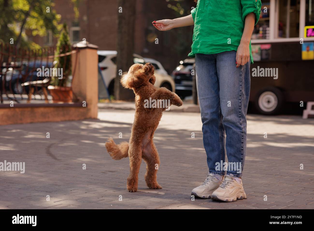 A woman walks a small brown poodle, who jumps playfully with his front ...