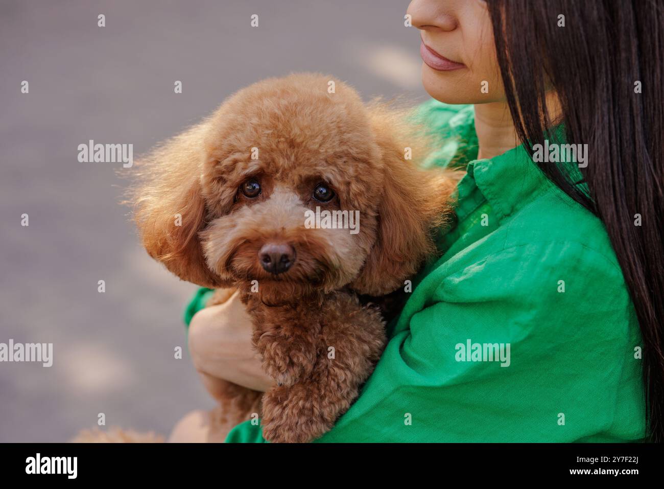 brown maltipoo dog sitting on girl's hands in autumn park, funny dog, animal love concept Stock Photo