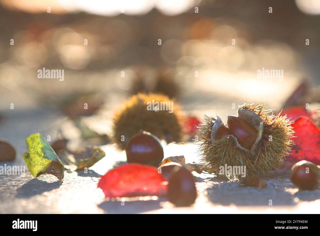 Maple tree chestnut hi-res stock photography and images - Alamy