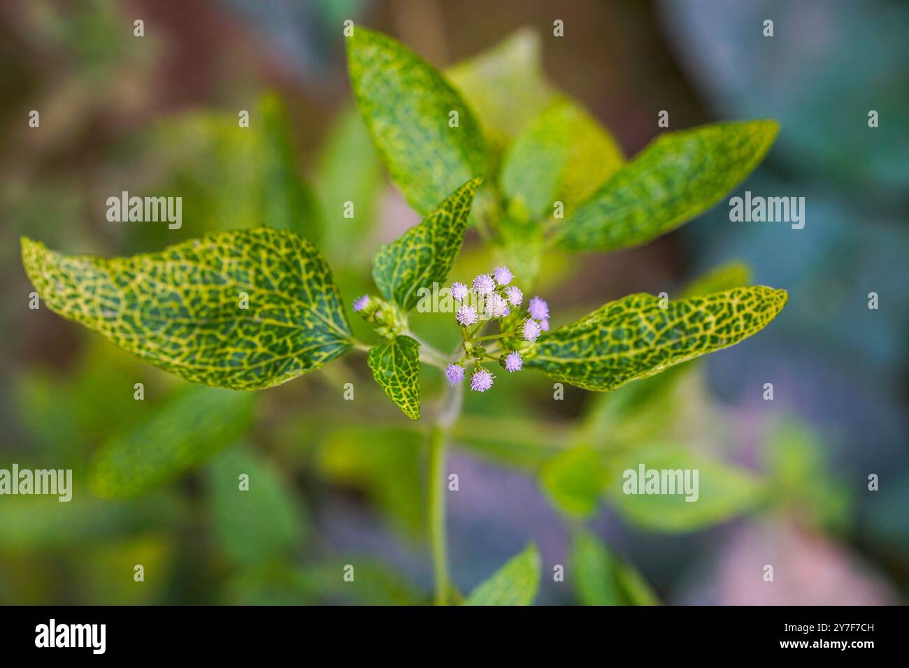 Billygoat weed purplish color flowers Stock Photo