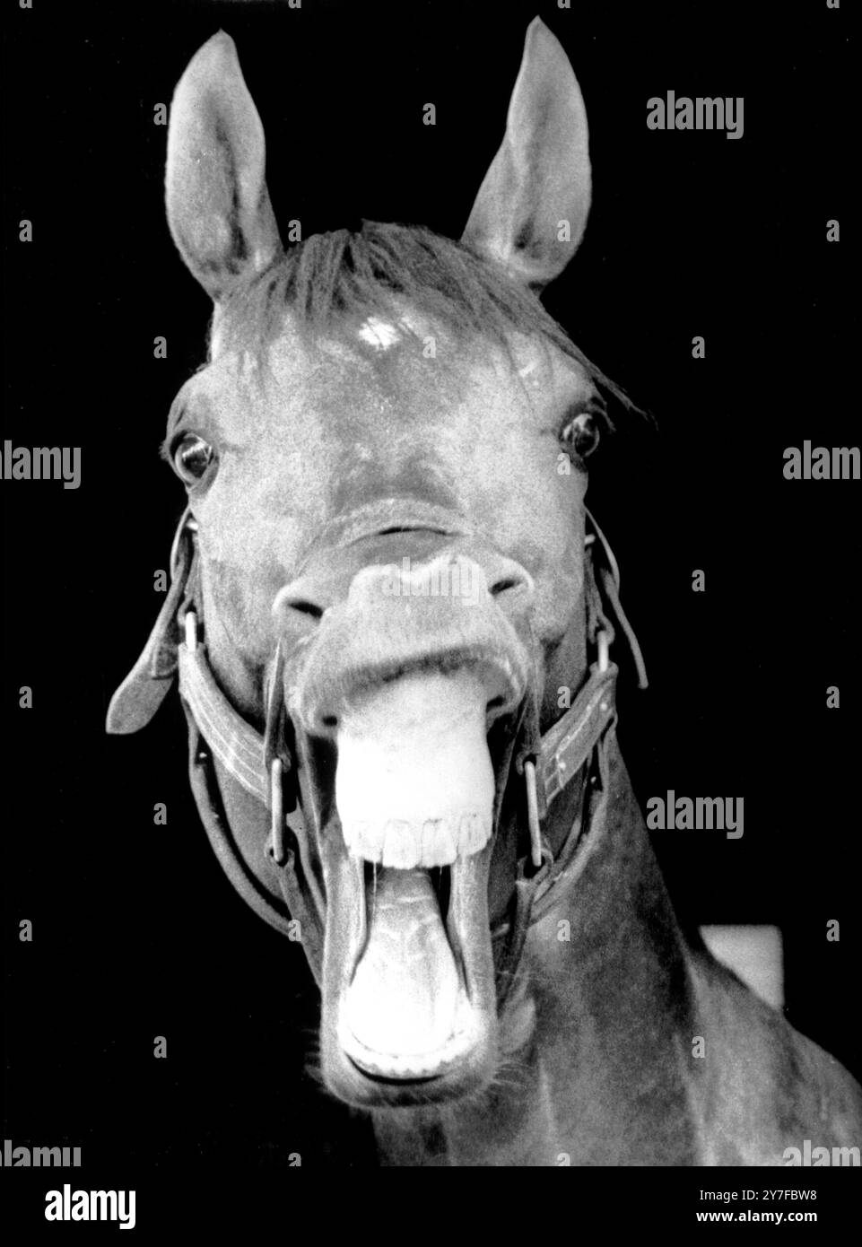 Straight from the horse's mouth 1964 Stock Photo Alamy