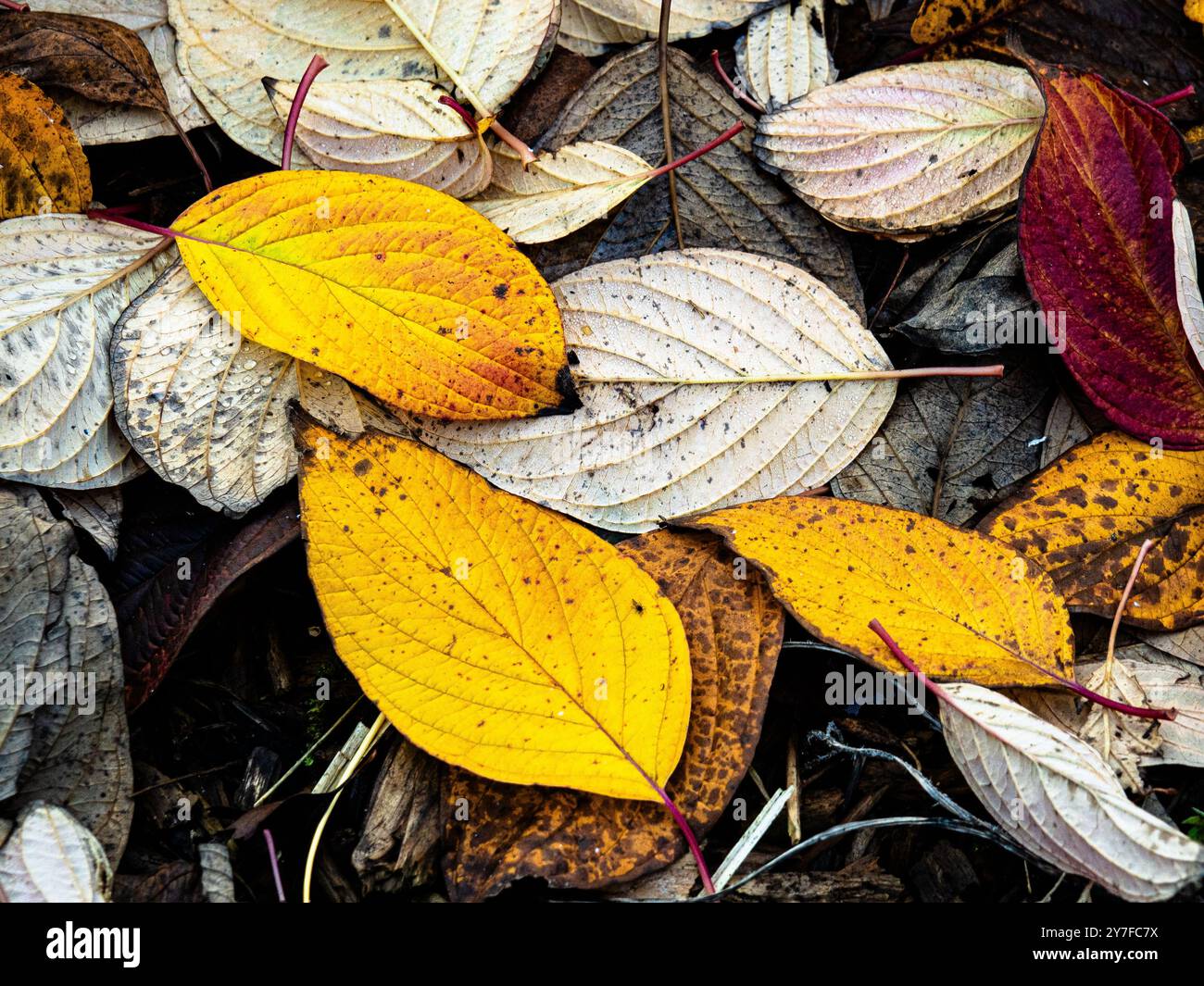 The bright golden colours of fallen dogwood leaves Stock Photo