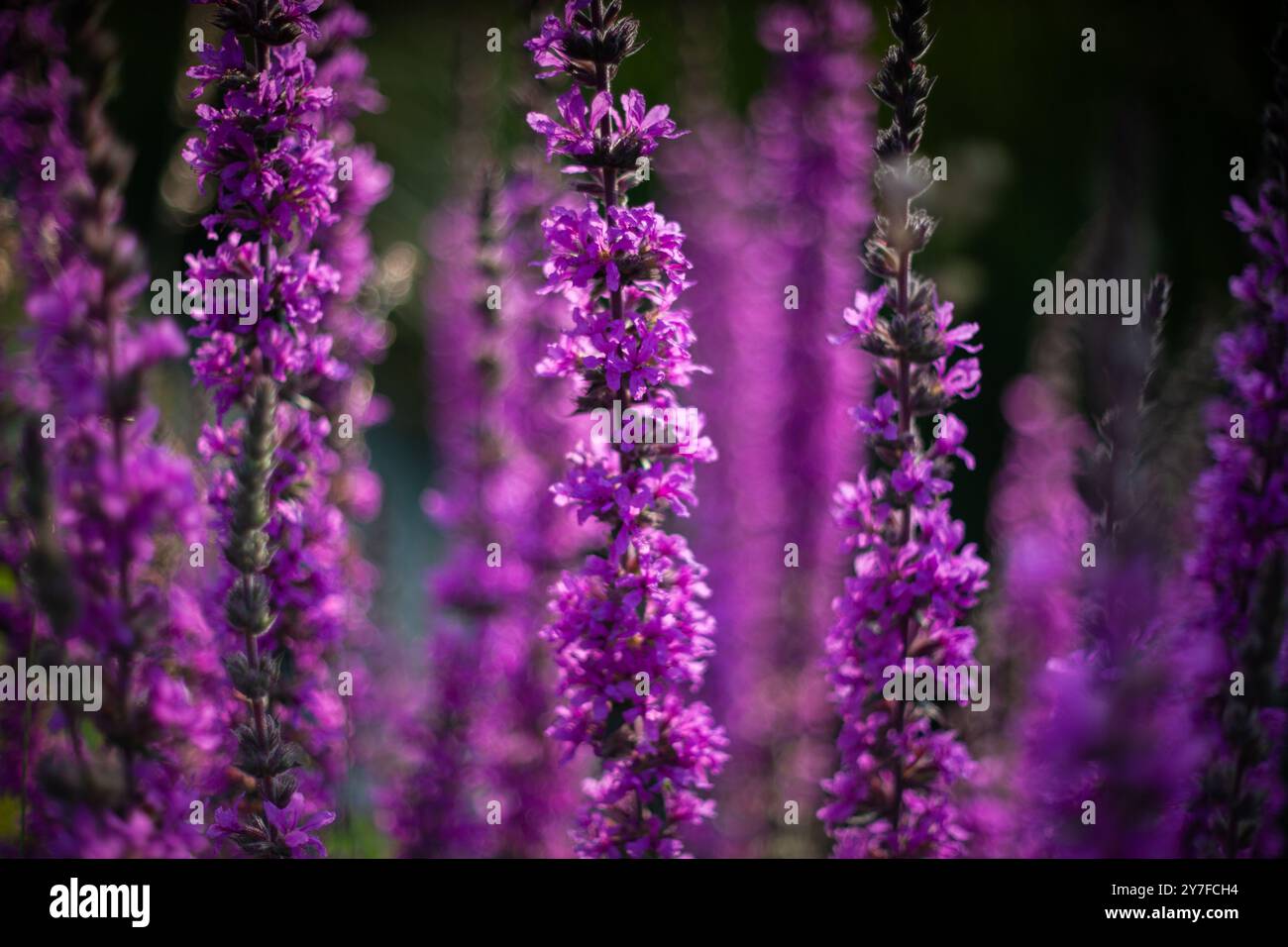 Purple loosetrife flowers in a wildflower meadow Stock Photo - Alamy