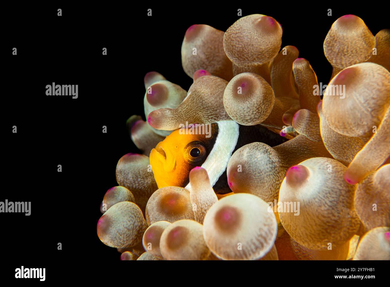 Clark's anemonefish nestling amongst the tentacles of a Bubble tip anemone, black background Stock Photo