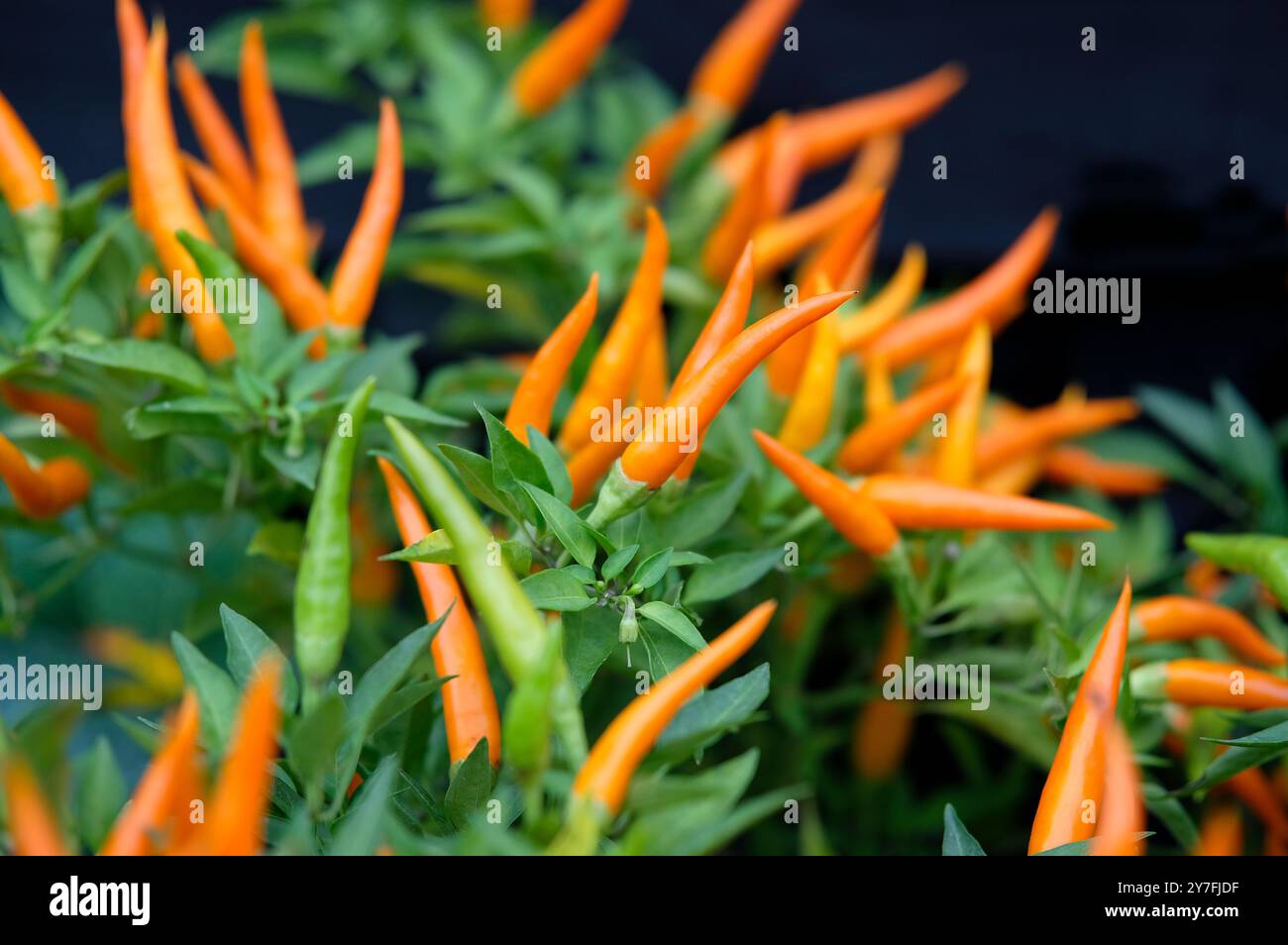 orange chilli peppers plant, green leaves on dark background, norfolk, england Stock Photo