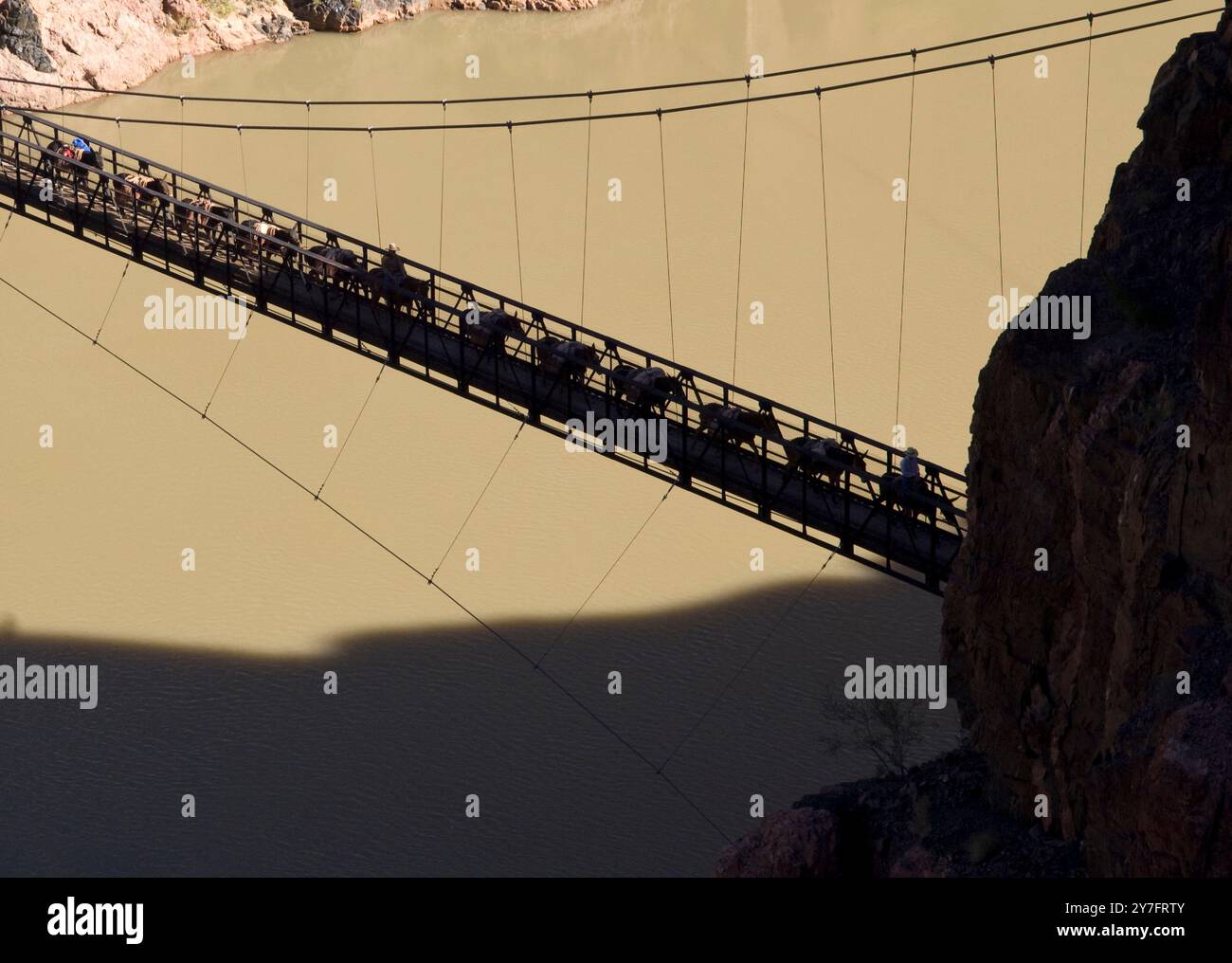 Mule trains carry supplies and over-heated tourists across a bridge above the river on the trek to the Grand Canyon floor. Stock Photo