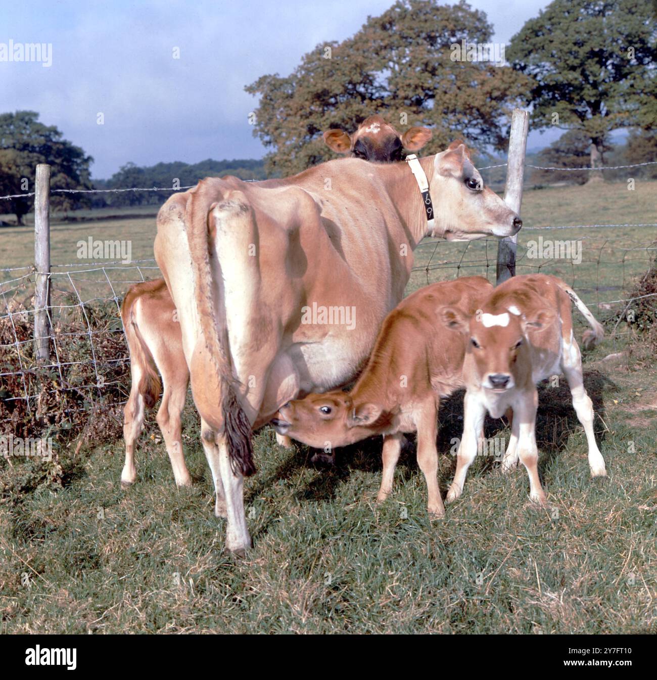 Jersey cow and her twin Calves Stock Photo - Alamy