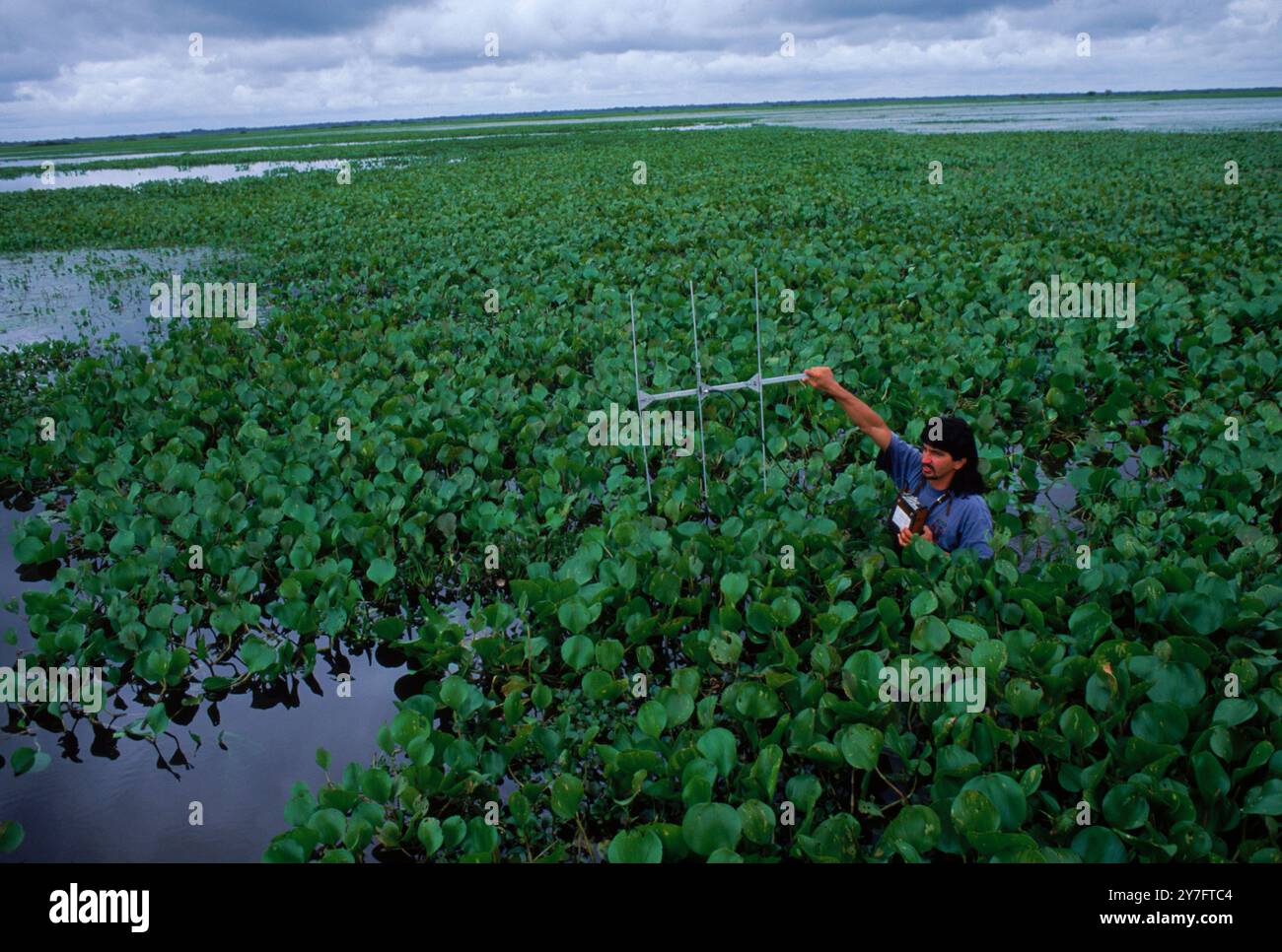 Snakes of venezuela hi-res stock photography and images - Alamy