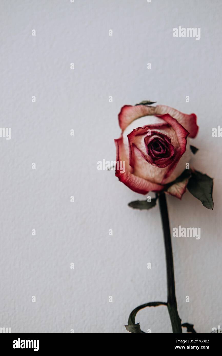 White pink rose hi-res stock photography and images - Alamy