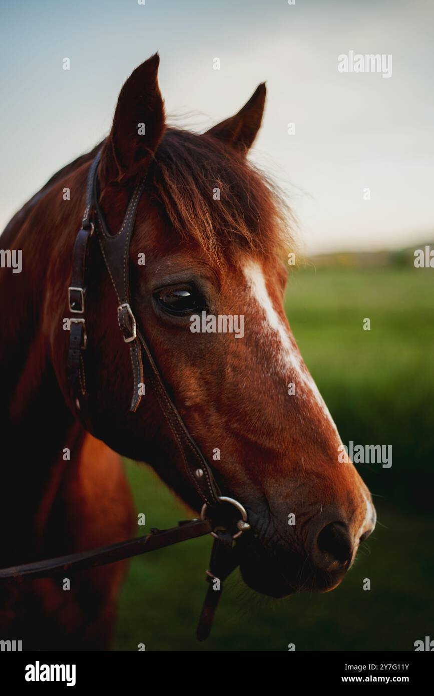 Red brown horse at sunset on a farm in the countryside of Galena Stock Photo