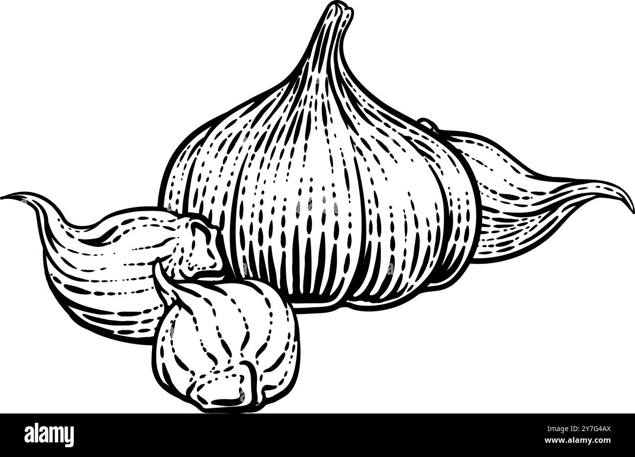Garlic Vegetable Vintage Woodcut Illustration Stock Vector