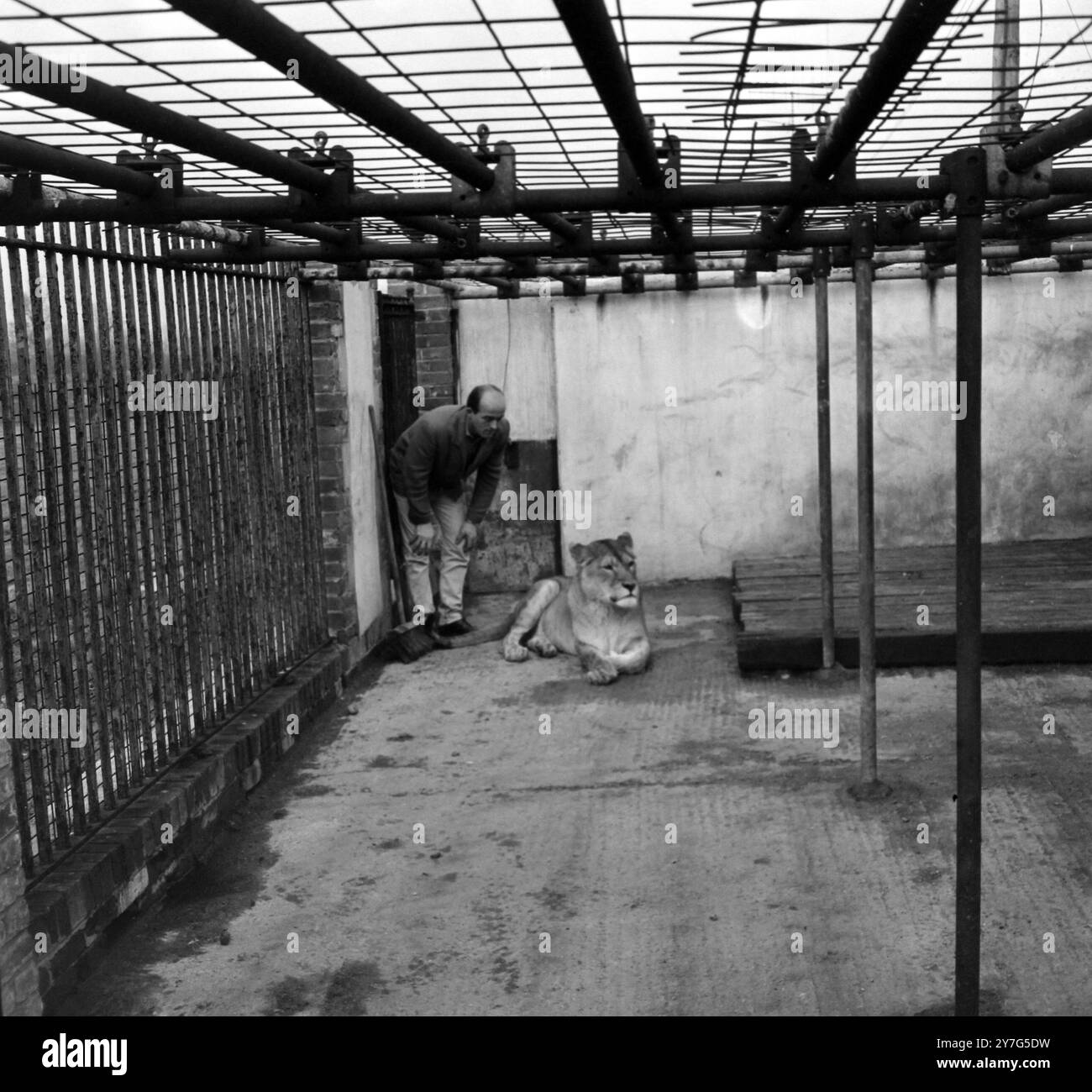 BILL FOYLE WITH LIONS IN BILLERICAY / ; 31 DECEMBER 1964 Stock Photo ...