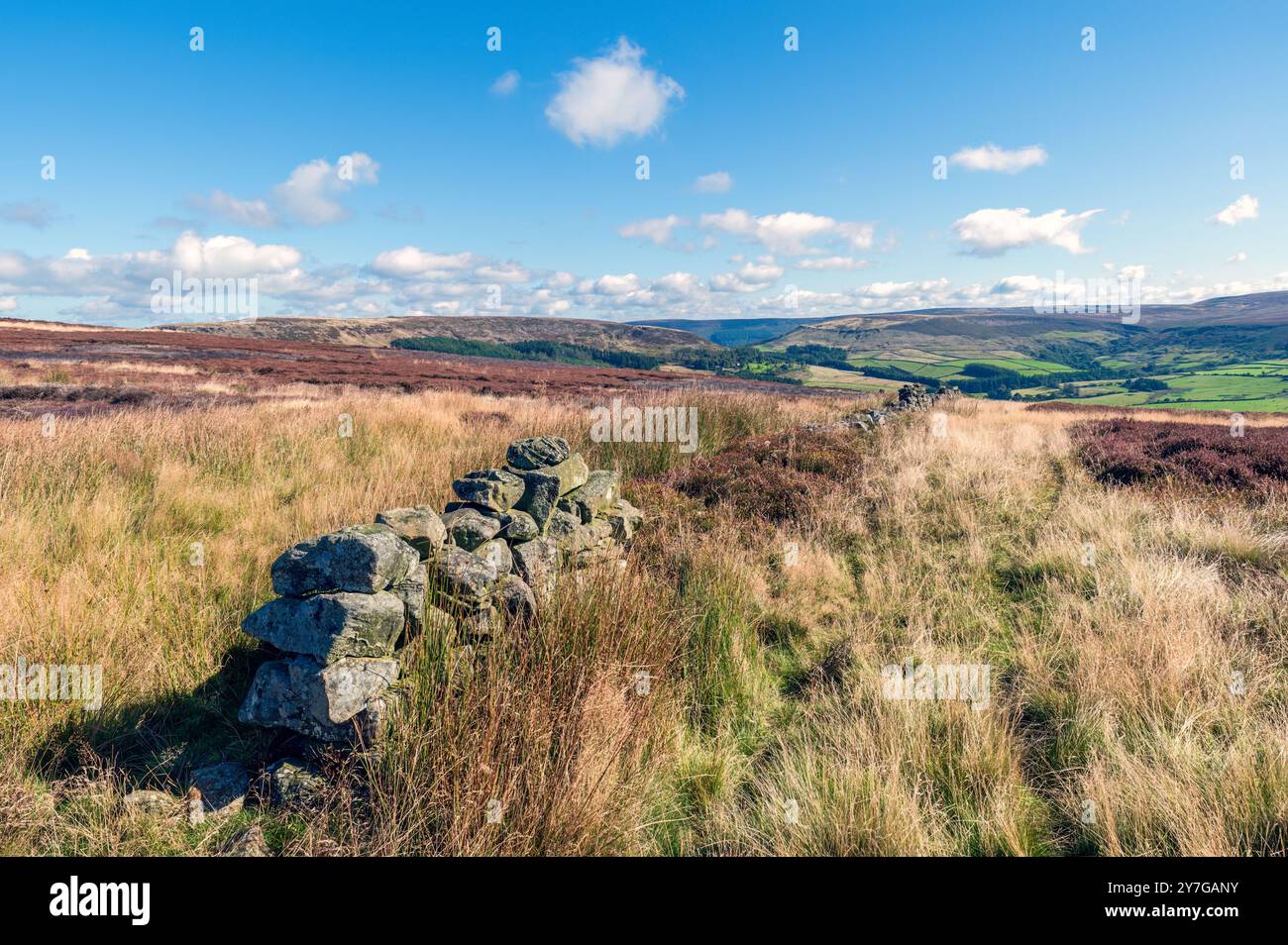 Ancient boundary wall on Cold Moor above Bilsdale, North York Moors. Stock Photo