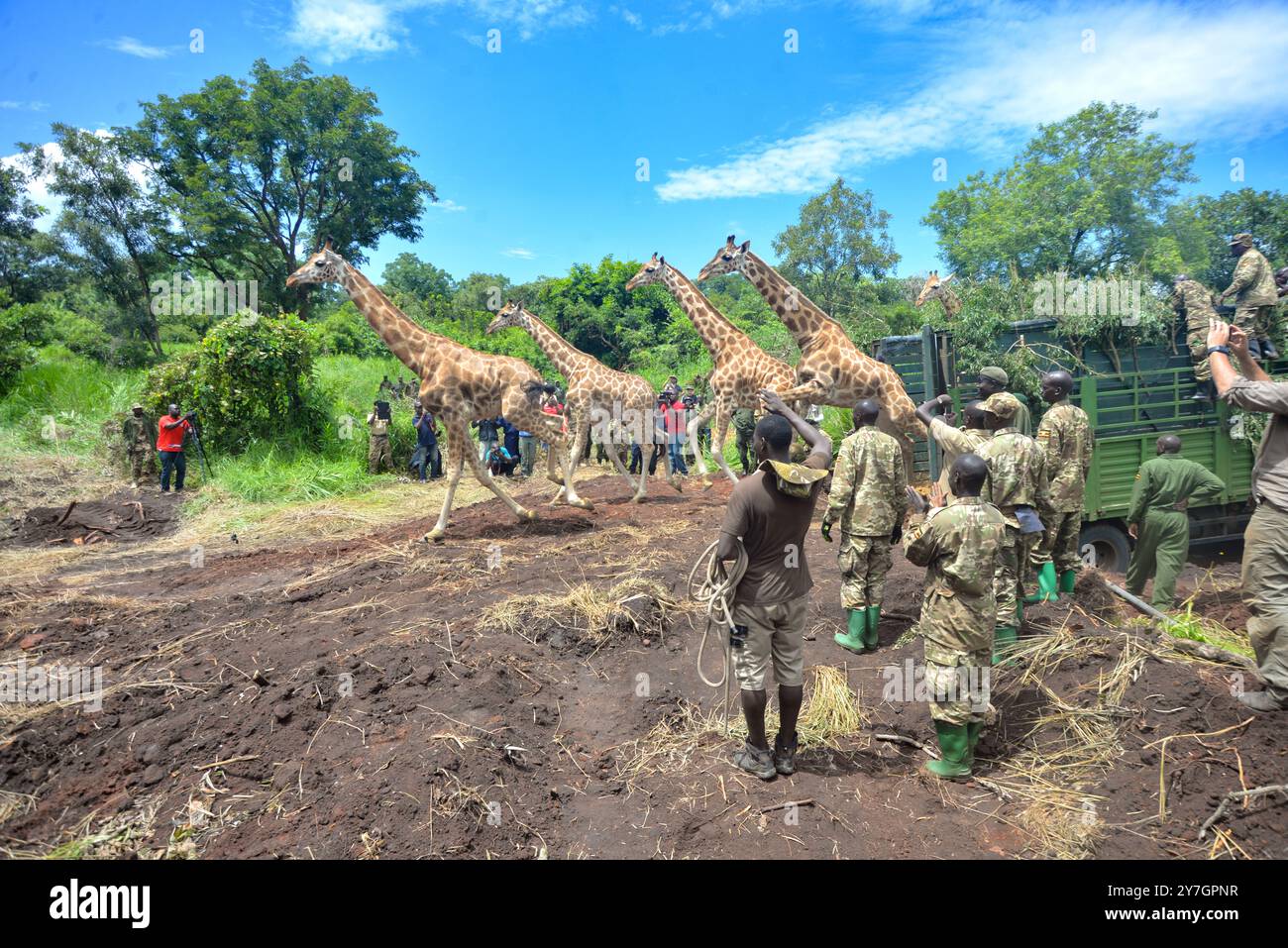 Rothchild giraffes running after being translocated in Murchison Falls National Park - Uganda Stock Photo