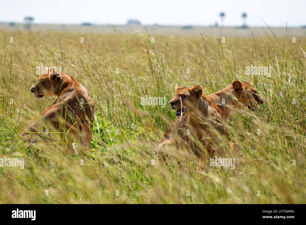 A pride of lions (Panthera leo) in Murchison Falls Falls National Park - Uganda Stock Photo