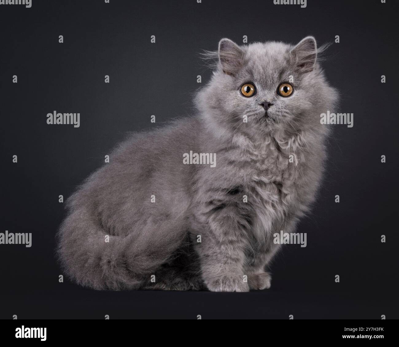 Fluffy Blue British Longhair Cat Kitten Standing Side Ways Looking Fluffy Blue British Longhair Cat Kitten Standing Side Ways Looking