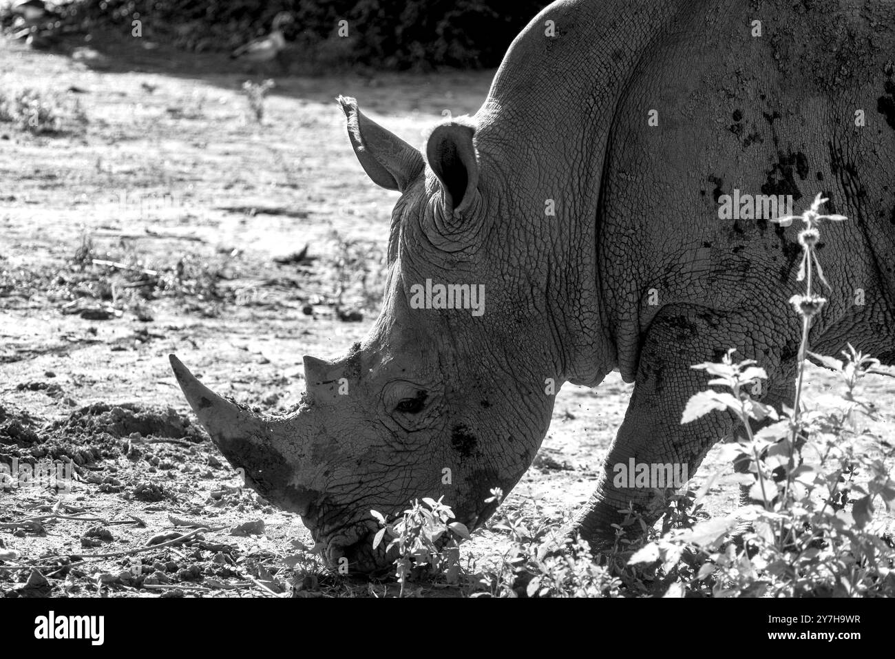 Wildlife photo tours Black and White Stock Photos & Images - Alamy