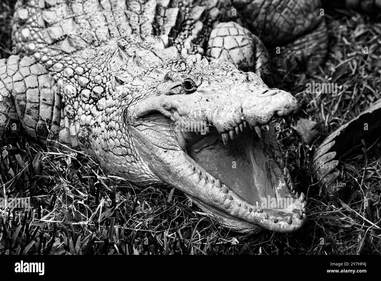SNAKES, CROCODILES and LIZARDS　洋書　写真集 C .1894 SNAKE Print • Original Antique Print • Reptile