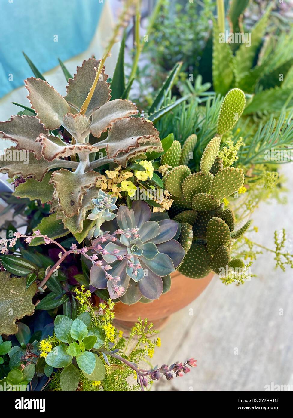 Group of succulents cactus hi-res stock photography and images - Alamy