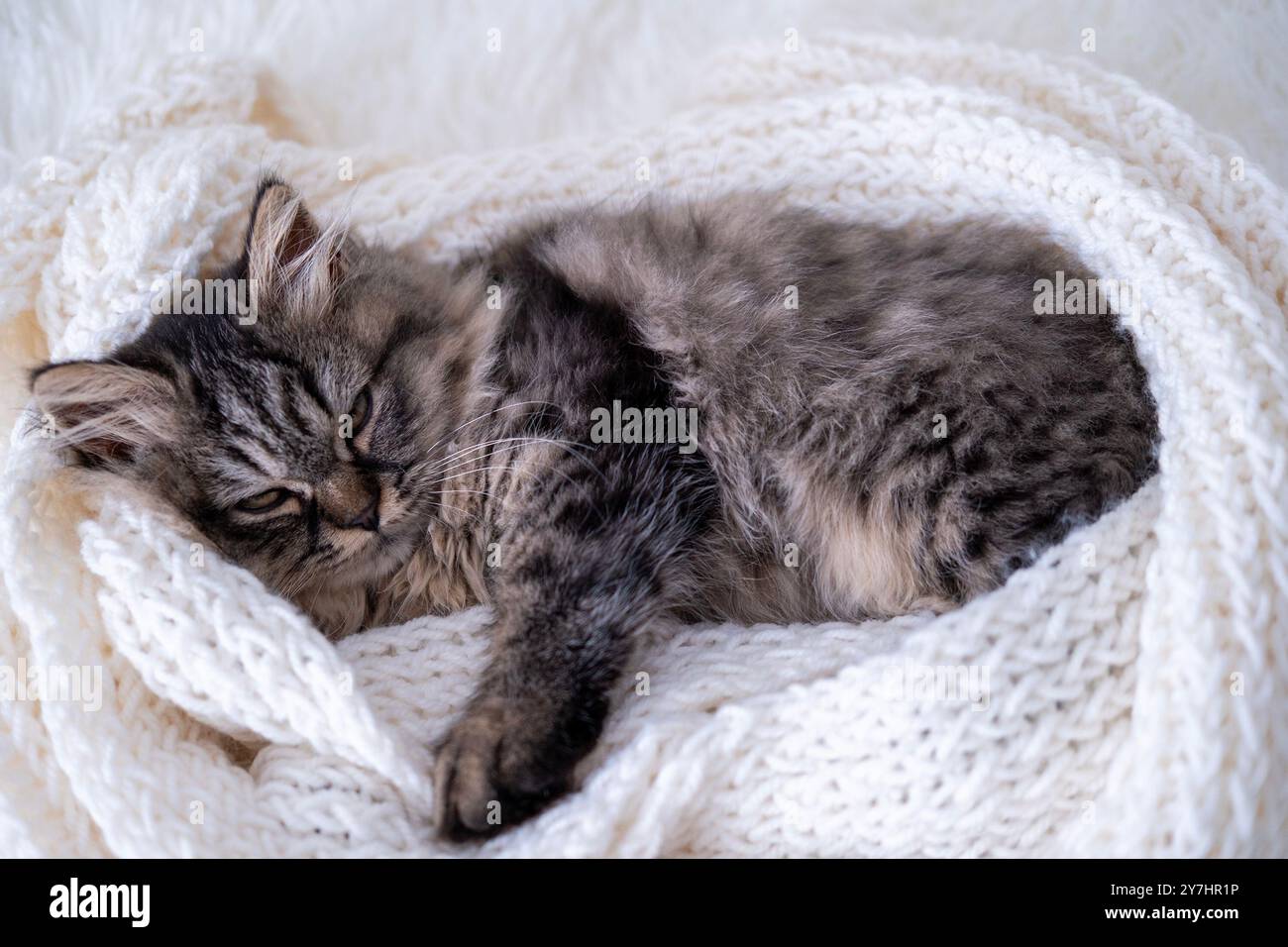 small red kitten sleeping on a white blanket. Stock Photo