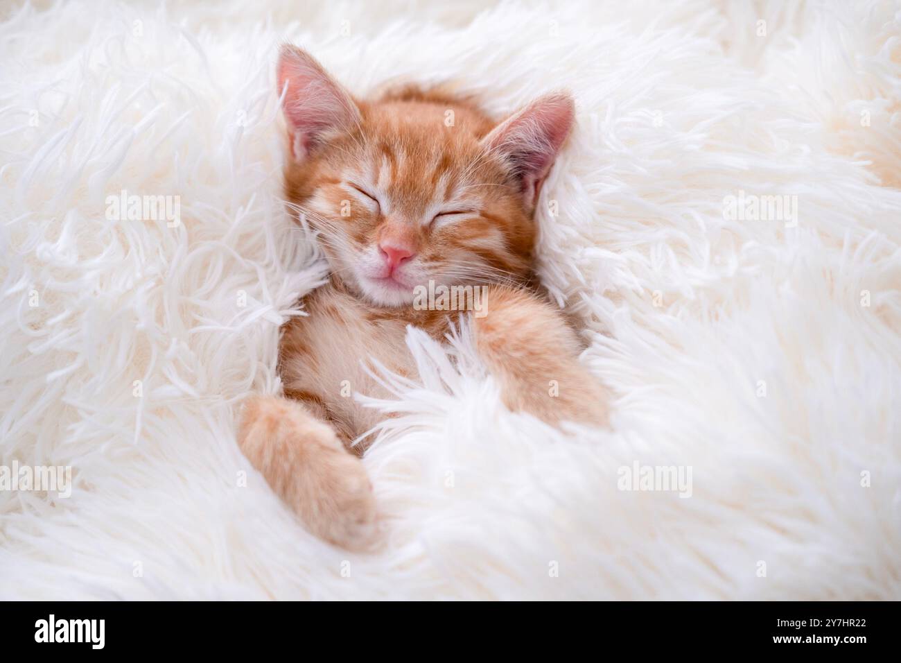 small red kitten sleeping on a white blanket. Stock Photo