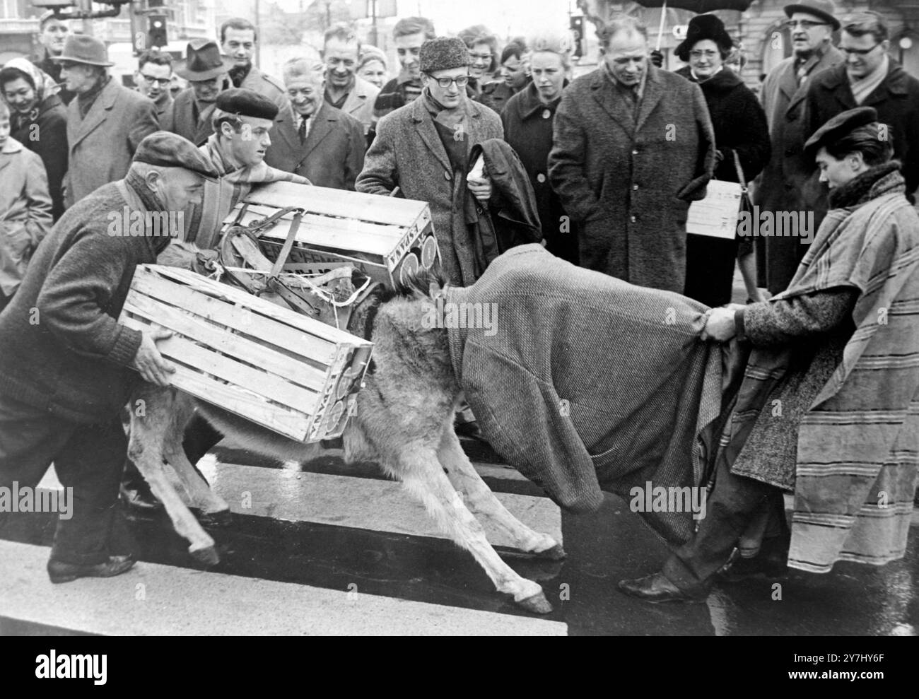 1 APRIL 1964 A DONKEY BLINDFOLDED AND HELPED ON HIS WAY AFTER REFUSING TO CROSS OVER A ZEBRA CROSSING, AMSTERDAM, THE NETHERLANDS. Stock Photo