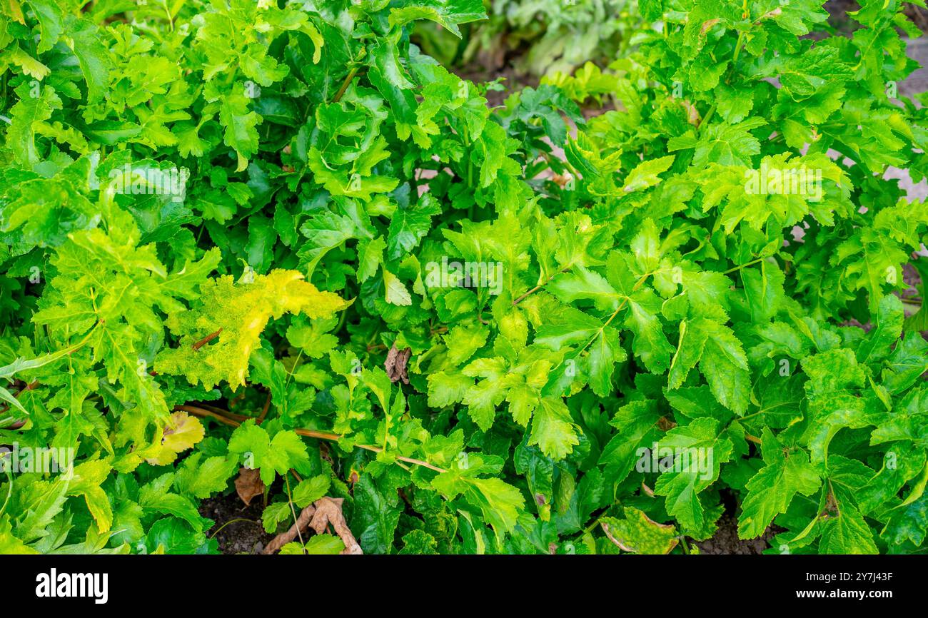 Leaves of Parsnip in a garden (Pastinaca sativa) Stock Photo