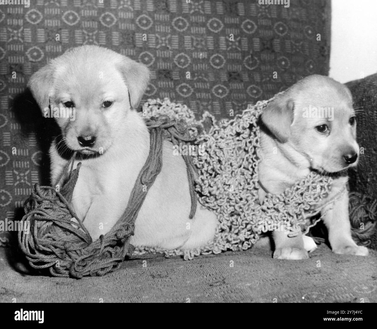 2 LABRADOR PUPPIES DOGS PETS IN KENT ; 6 MARCH 1964 Stock Photo - Alamy