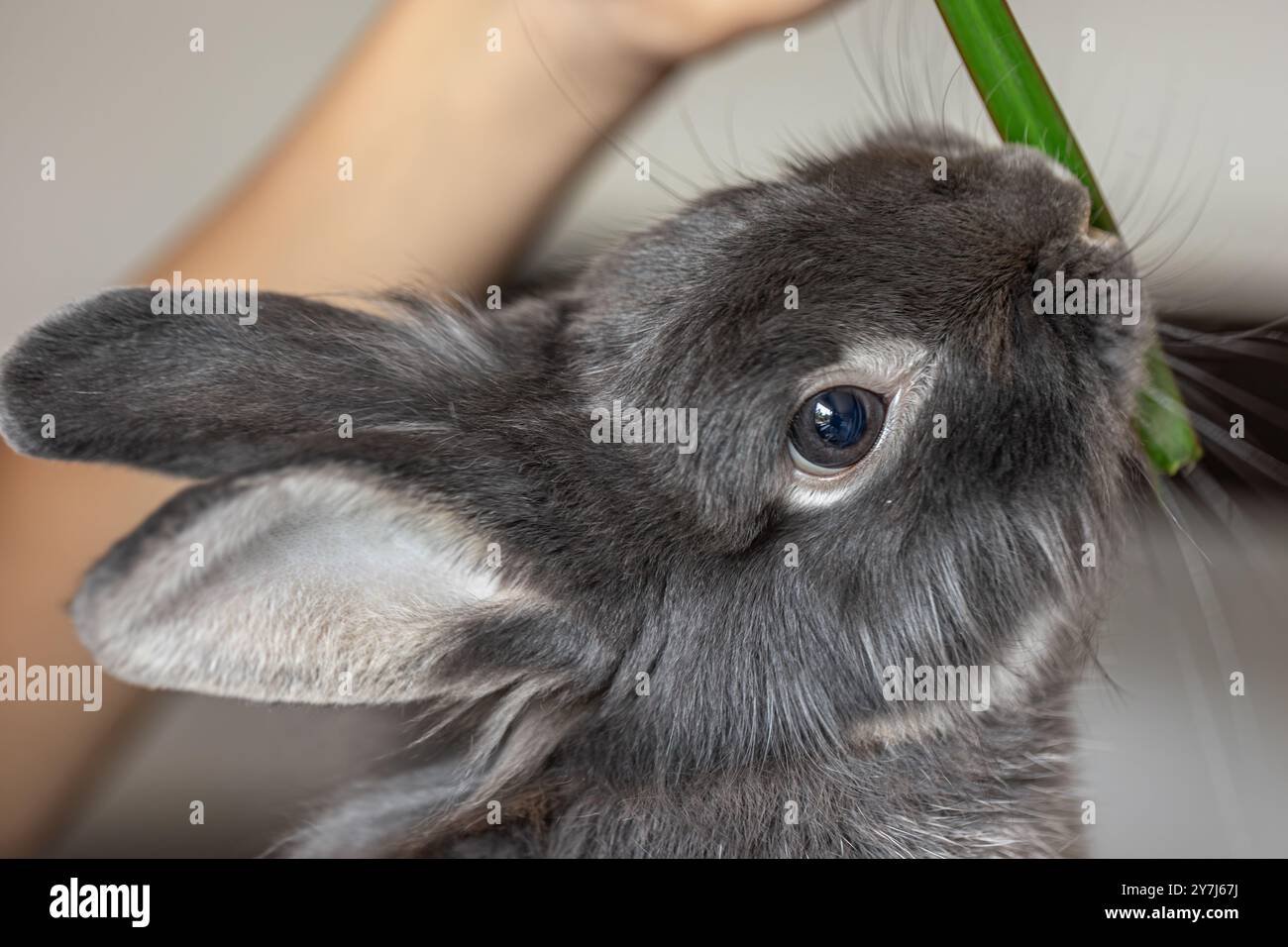 Rabbit eats from hands. Rabbit close-up Stock Photo - Alamy