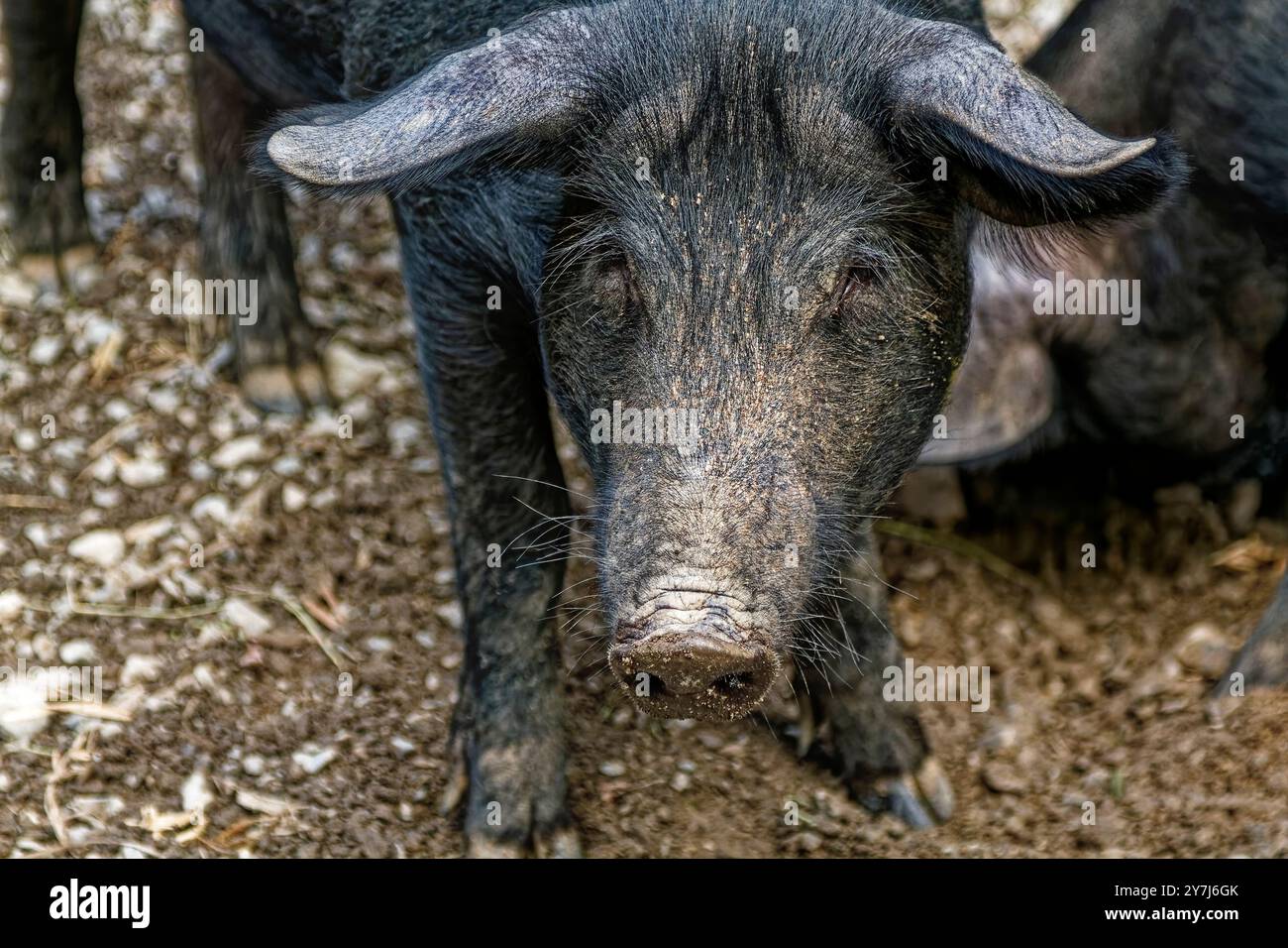 Alpine Black Pig, farm animal, close-up, head portrait, long snout ...