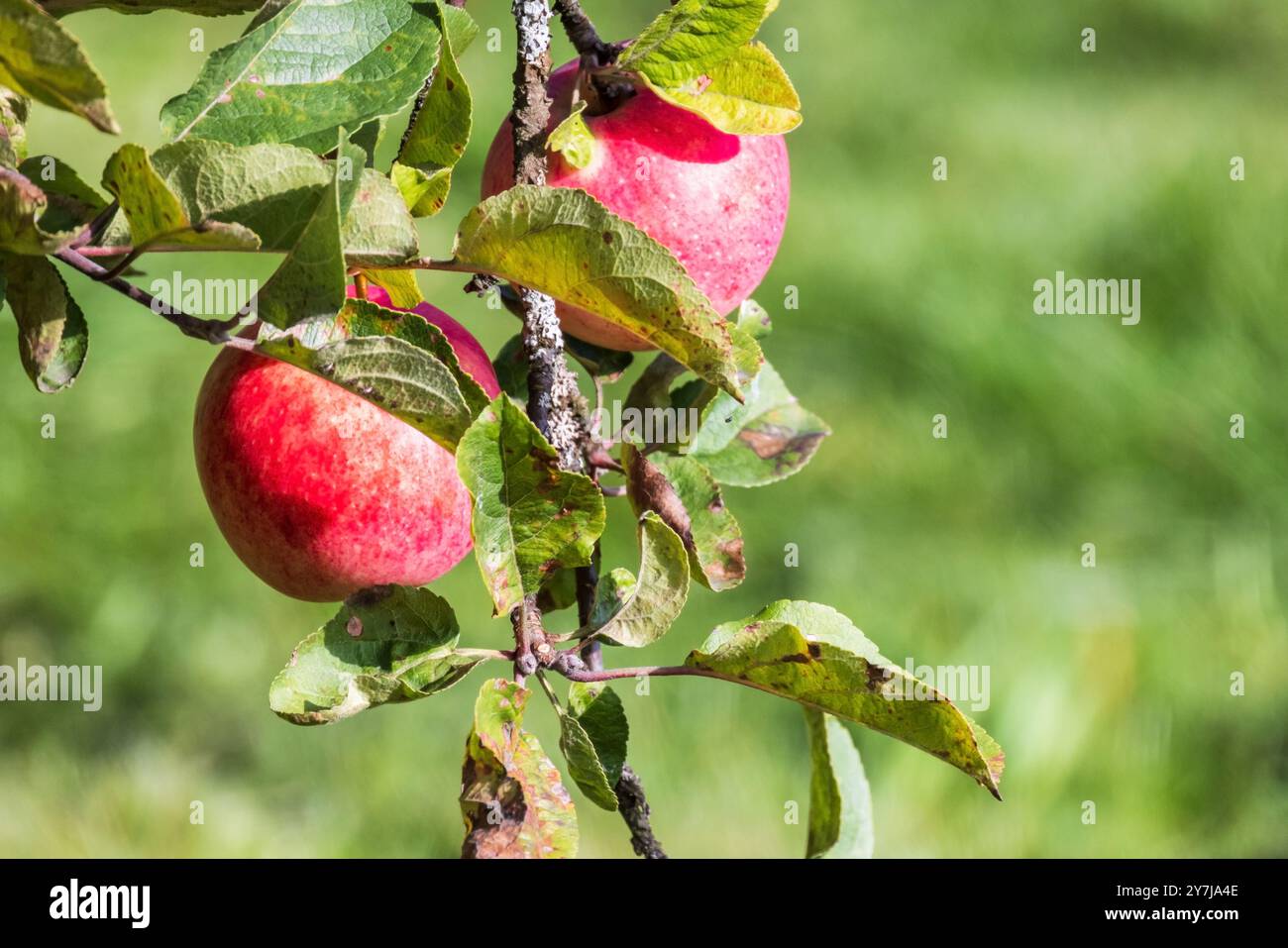 Red apples grow on a branch of an apple tree on a sunny summer day, close up natural photo. Organic food background Stock Photo