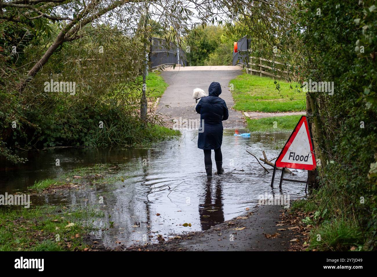 Eton Wick, Windsor, Berkshire, UK. 30th September, 2024. A woman wearing wellies carries her dog through floodwater. The footpath between the village of Eton Wick and Slough next to Roundmoor Ditch in Berkshire is flooded again. Thames Water were discharging storm water into Roundmoor Ditch over the weekend for 21 hours. Roundmoor Ditch is overflowing onto the public footpath and into nearby fields. Credit: Maureen McLean/Alamy Live News Stock Photo