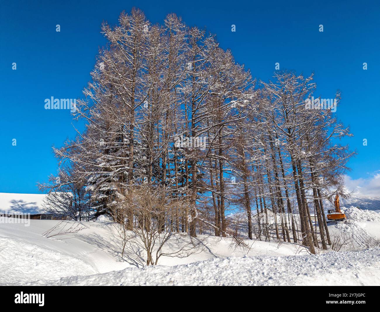 Niseko winter trees hi-res stock photography and images - Alamy