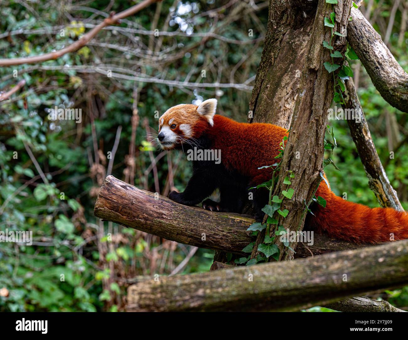 Red panda climbs around on a tree branch. Stock Photo