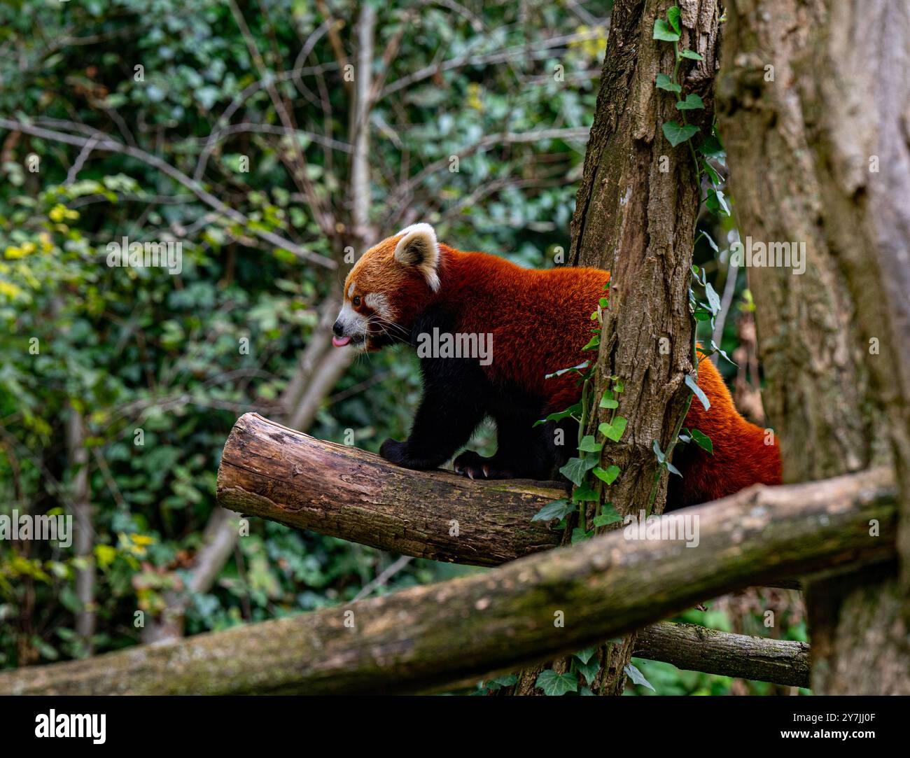 Red panda climbs around on a tree branch. Stock Photo