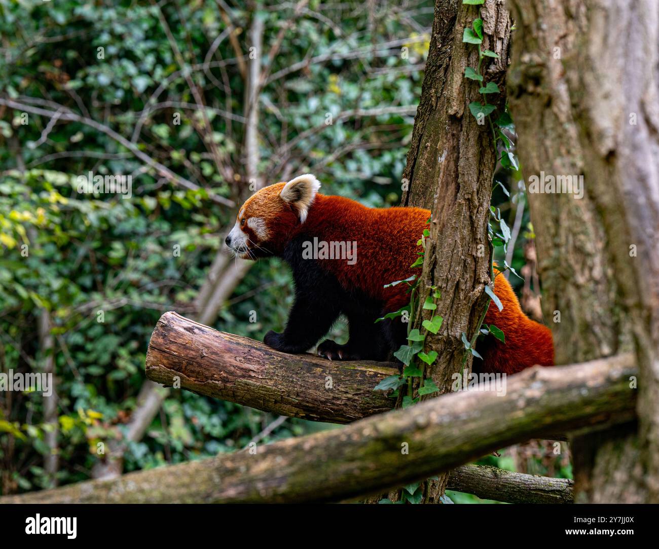 Red panda climbs around on a tree branch. Stock Photo