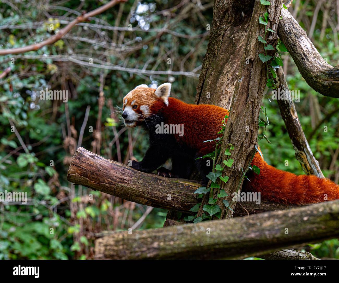 Red panda climbs around on a tree branch. Stock Photo