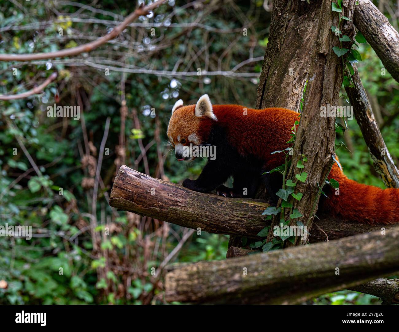 Red panda climbs around on a tree branch. Stock Photo