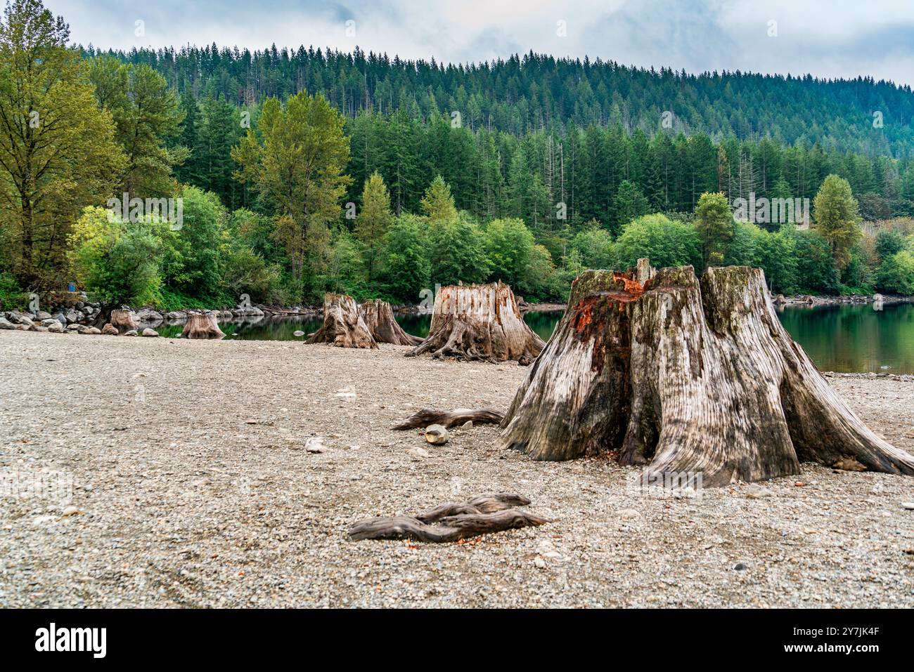 A view of tree stumps along the shore at Rattlesnake Lake in North Bend ...