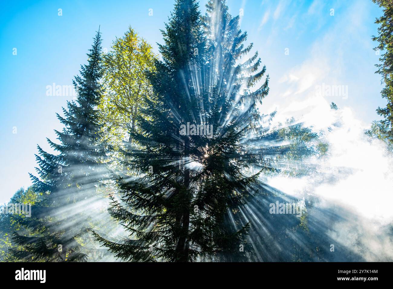 Dramatic sun rays filter through tall forest trees, creating a magical ...