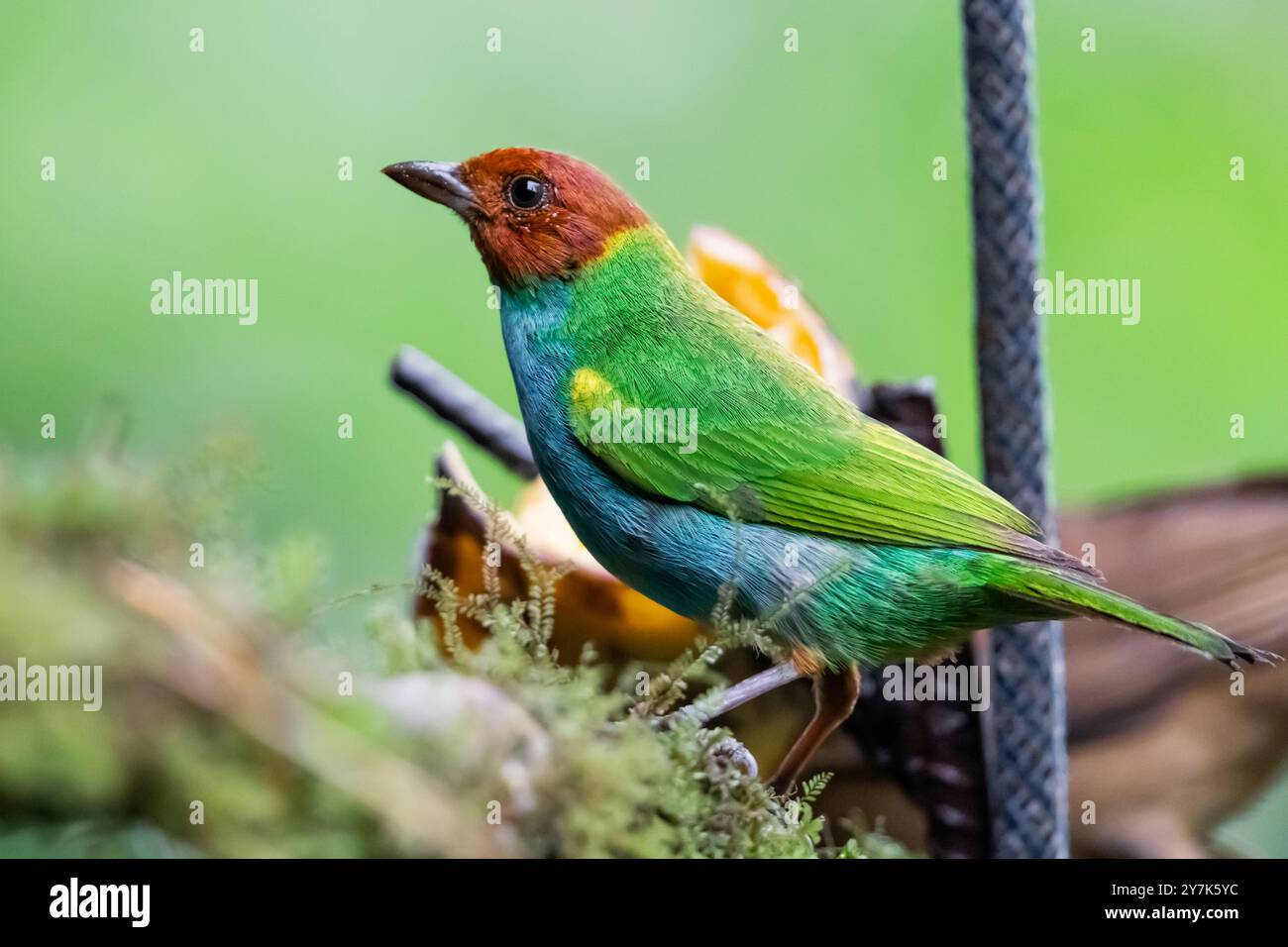 Bay-headed Tanager (Tangara gyrola) of Costa Rica Stock Photo