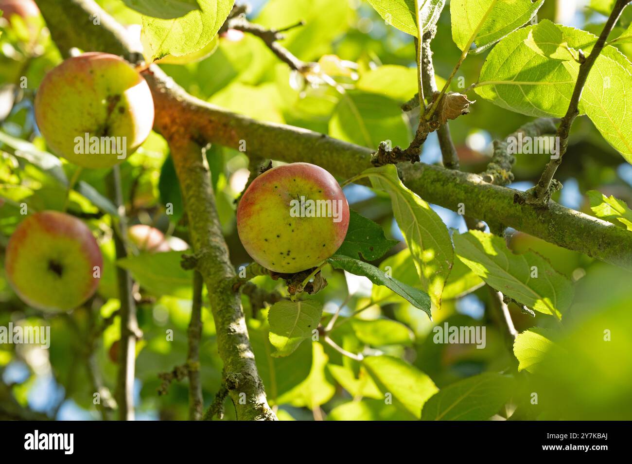 apples on an apple tree in a orchard meadow in thuringia Stock Photo ...