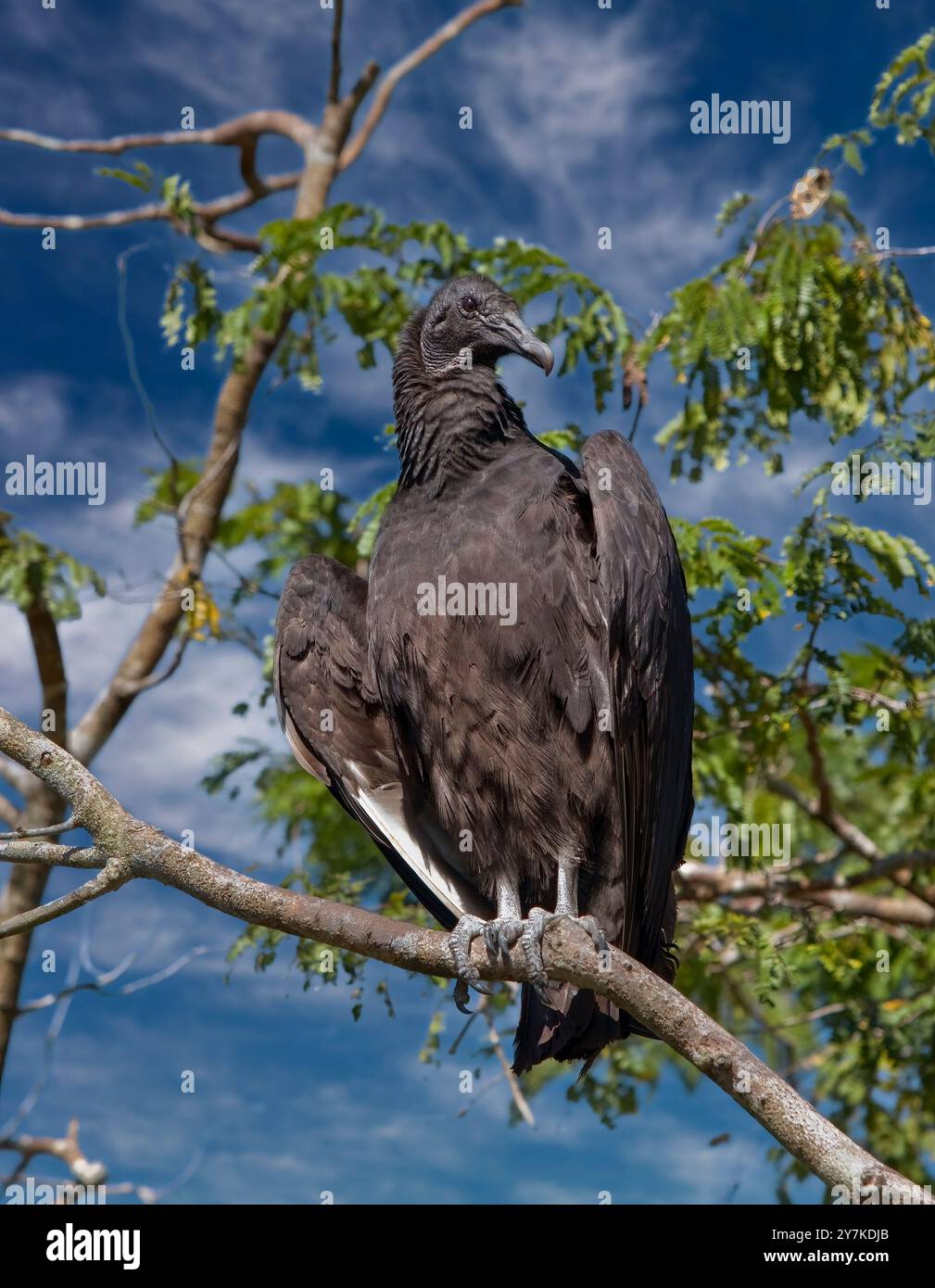 American Black Vulture, Coragyps atratus Stock Photo