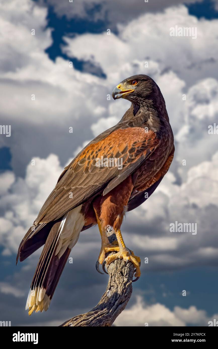 Harris Hawk, Parabuteo unicinctus Also: Bay-Winged Hawk or Dusky Hawk Stock Photo