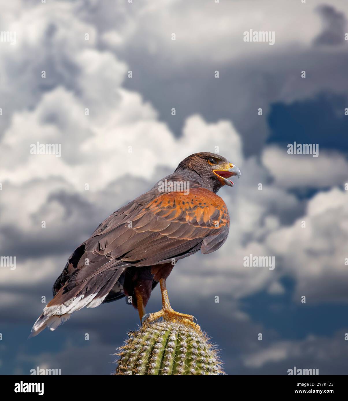 The Harris's Hawk, Parabuteo unicinctus, is formerly known as the bay-winged hawk or dusky hawk seen in the Sonoran Desert. Stock Photo