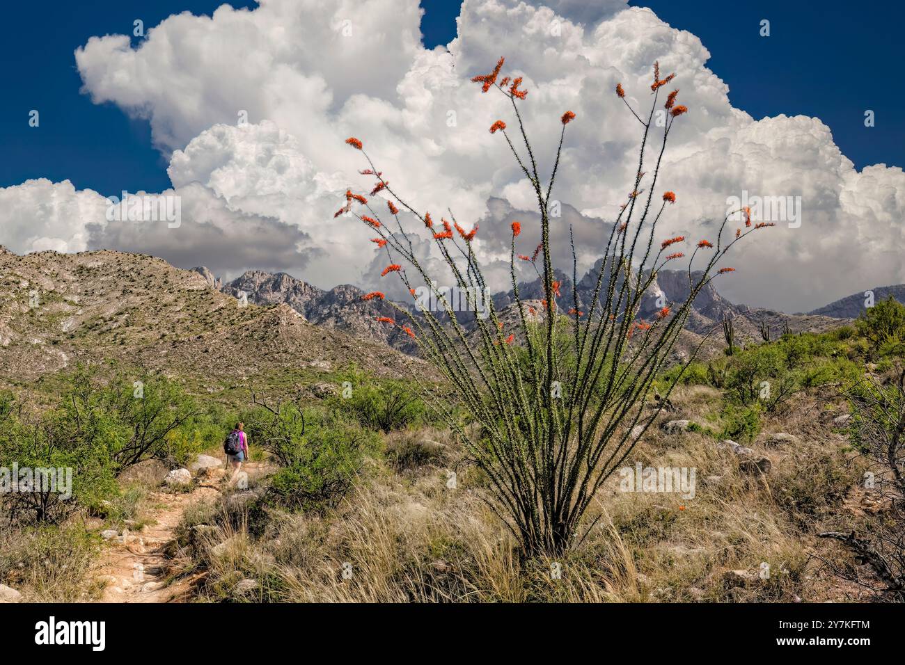 Ocotillo Stand - The Romero Ruins Trail - Catalina State Park, AZ Stock Photo