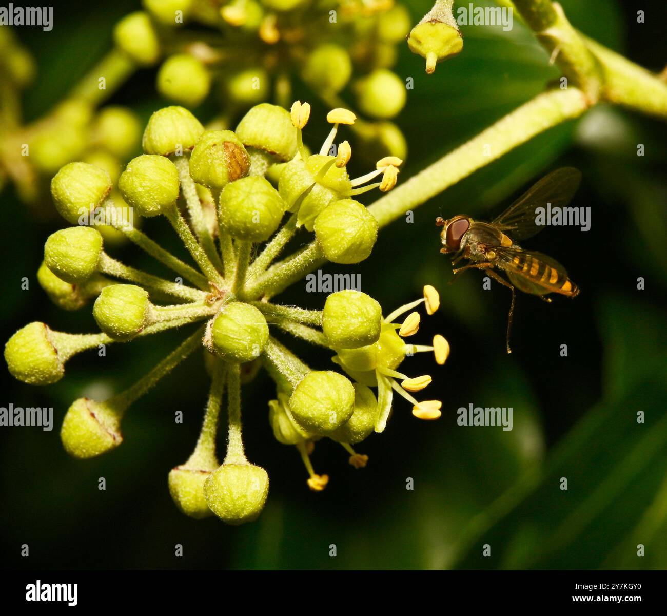 A Marmalade hoverfly flying towards  an Ivy flower. Collinswoodimages. Stock Photo