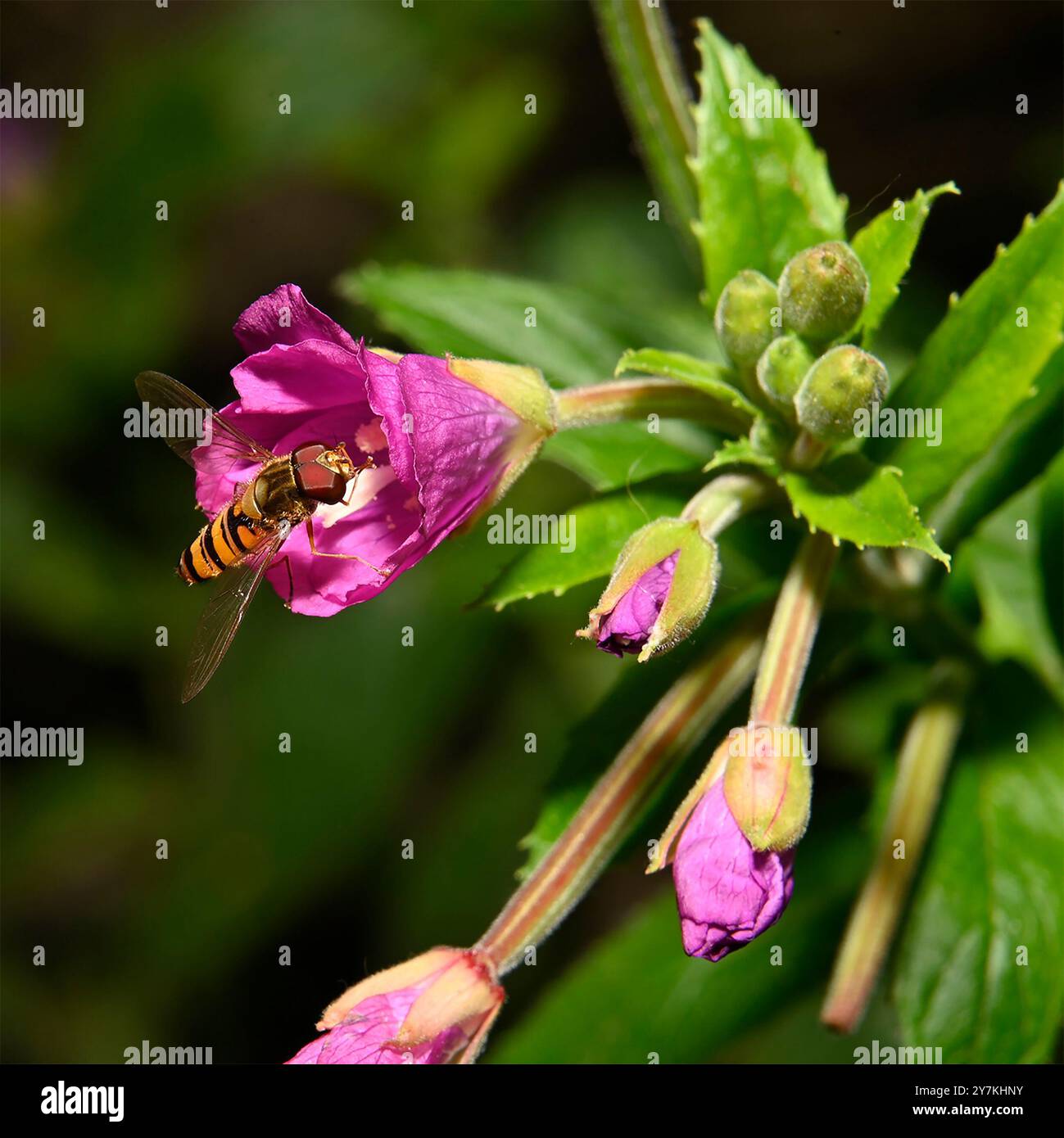 Marmalade Hoverfly feeding on Hairy Willowherb pollen. Collinswoodimages. Stock Photo